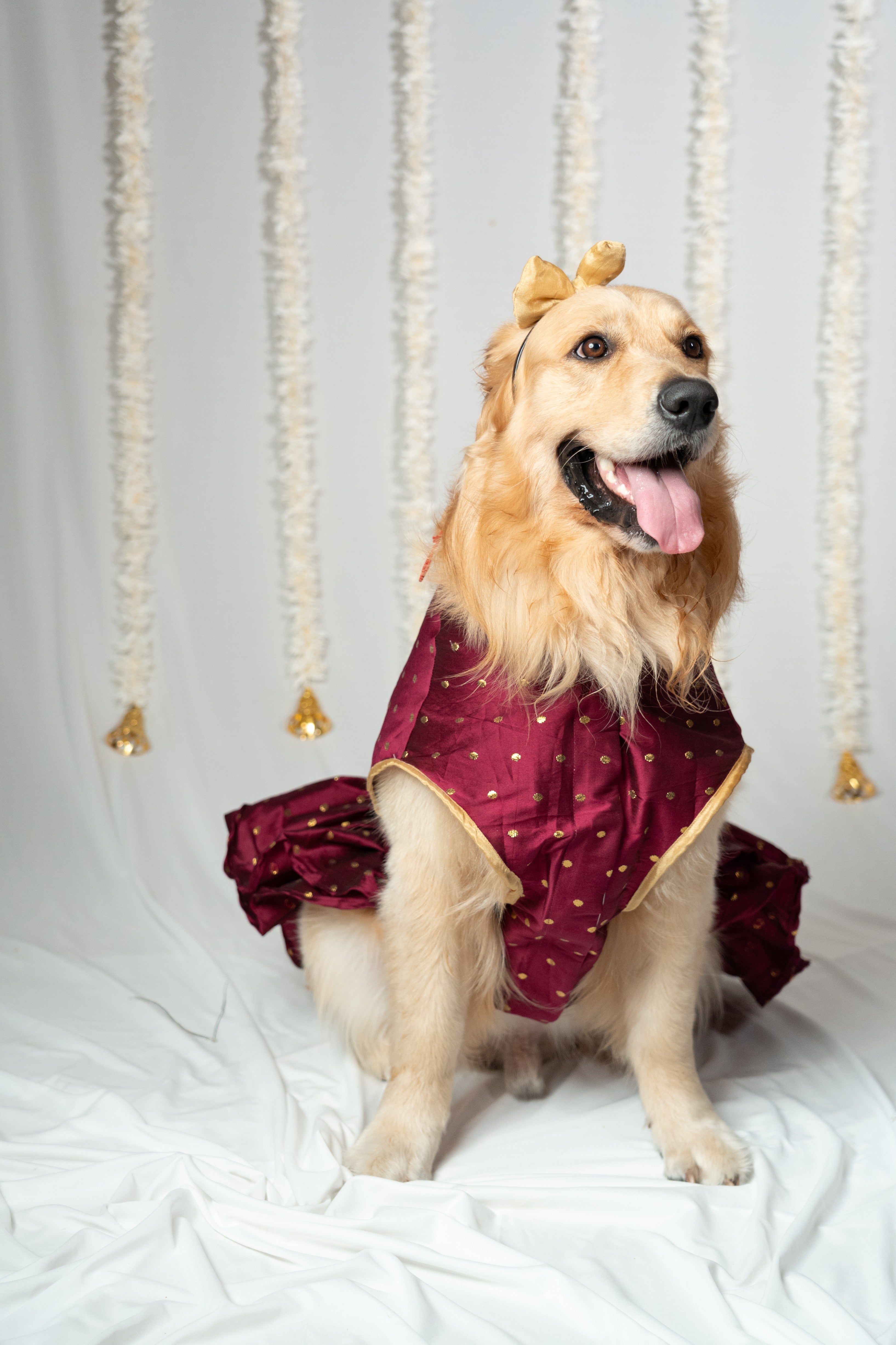 Pet Oufit