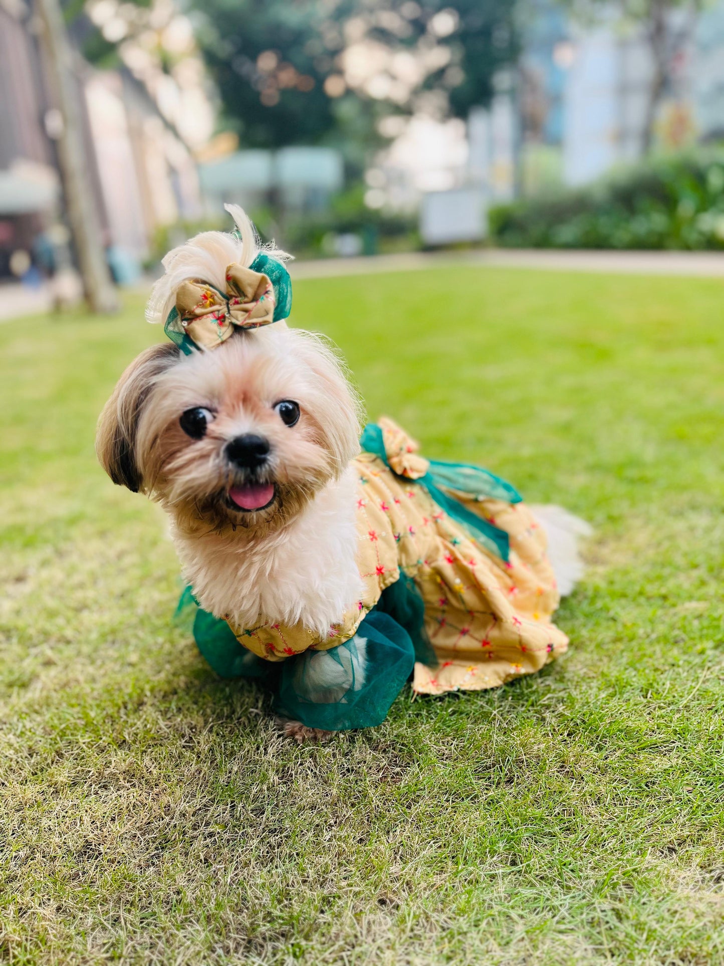 Cream Royale Pet Dress