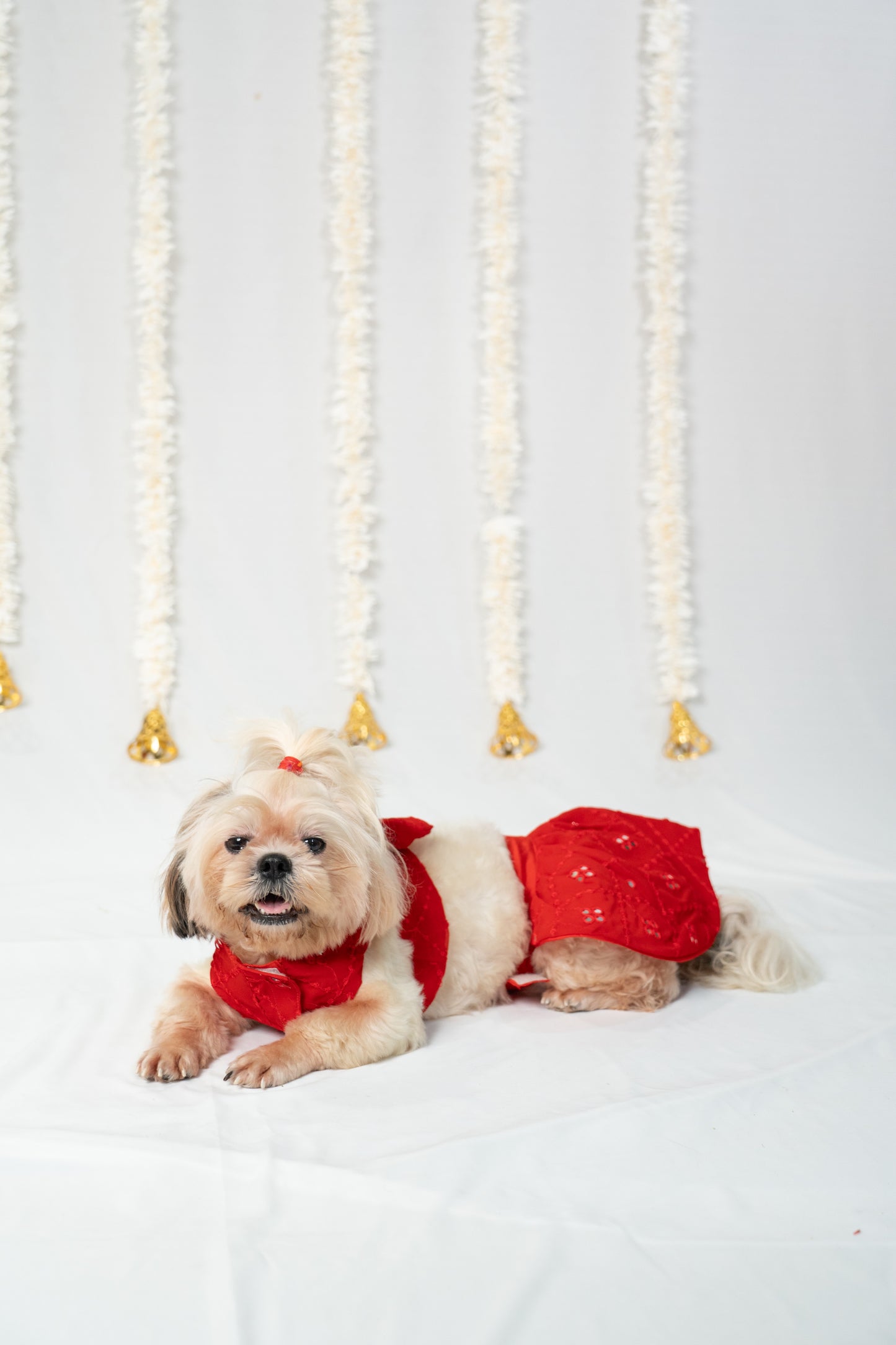 Ruby Sparkle Pet Lehenga