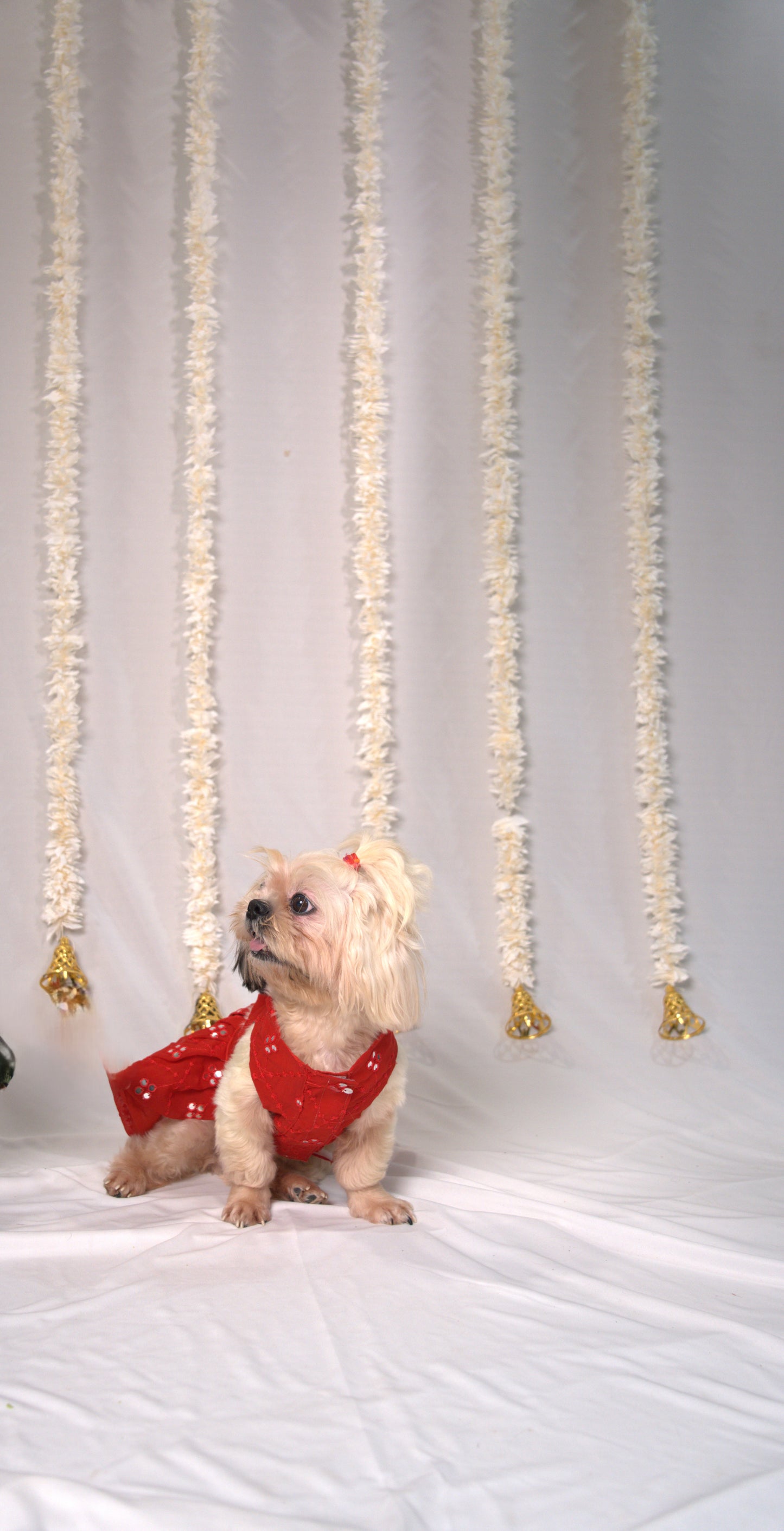 Ruby Sparkle Pet Lehenga