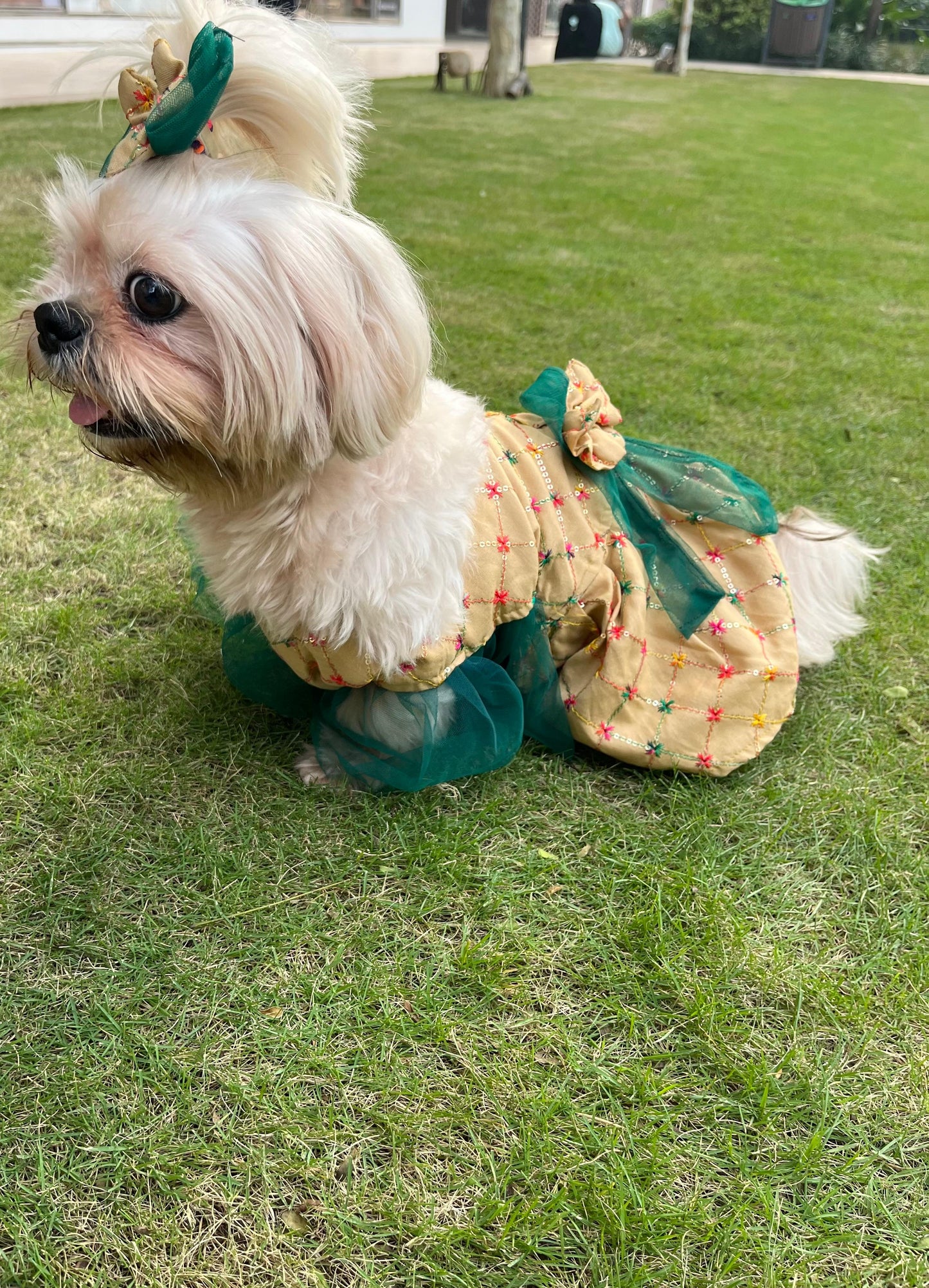 Cream Royale Pet Dress