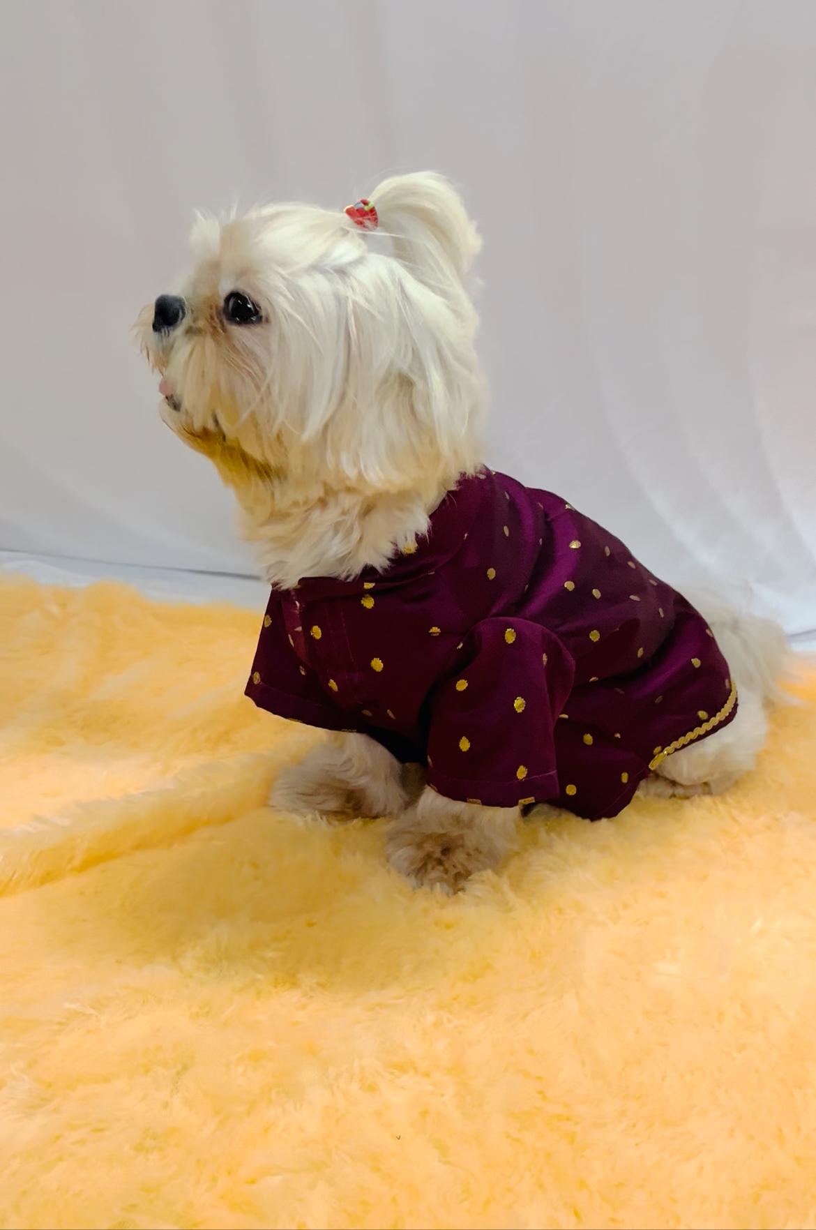 Twinkle Tail Festive Kurta