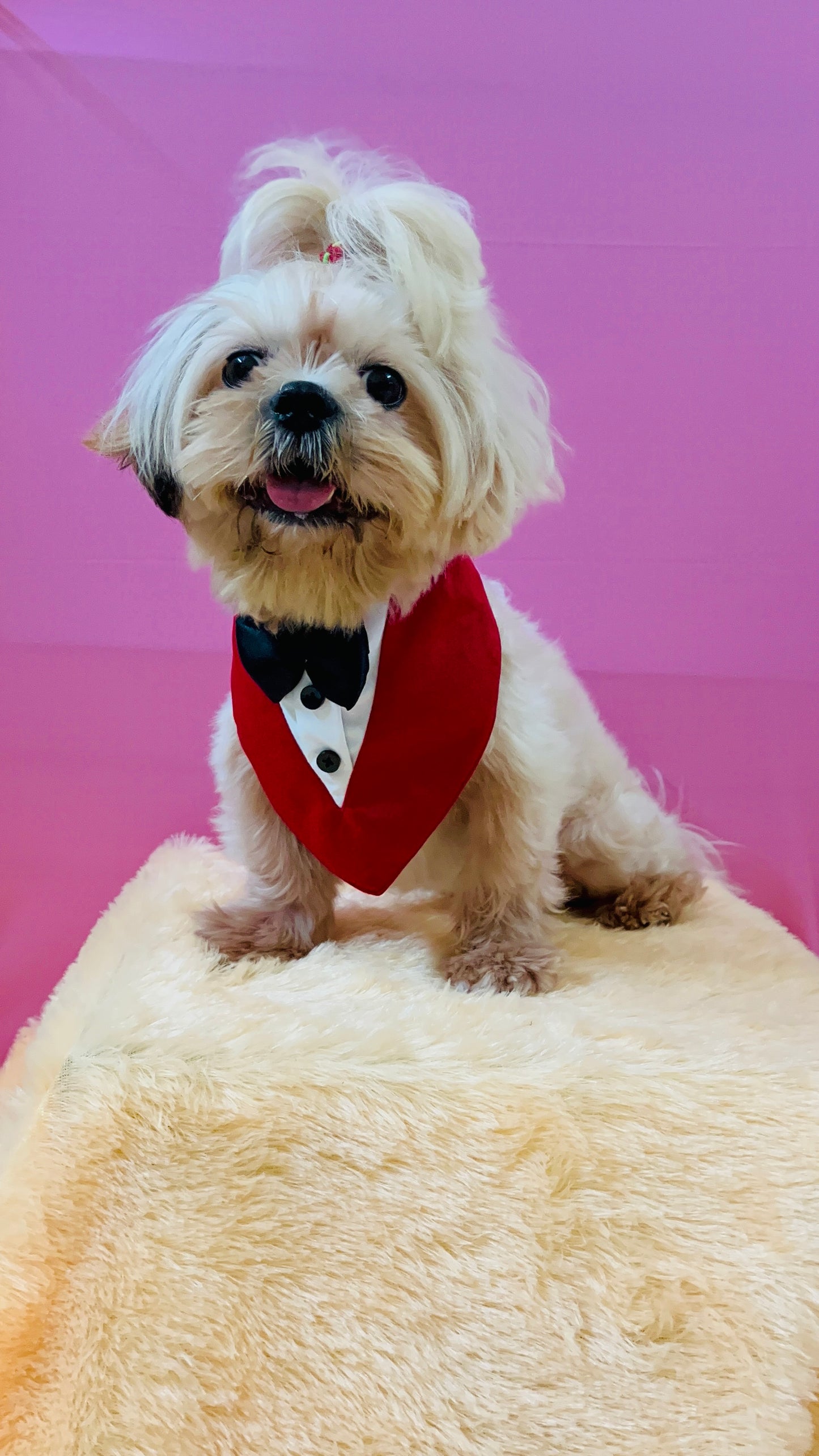 Red White Tuxedo Bandana