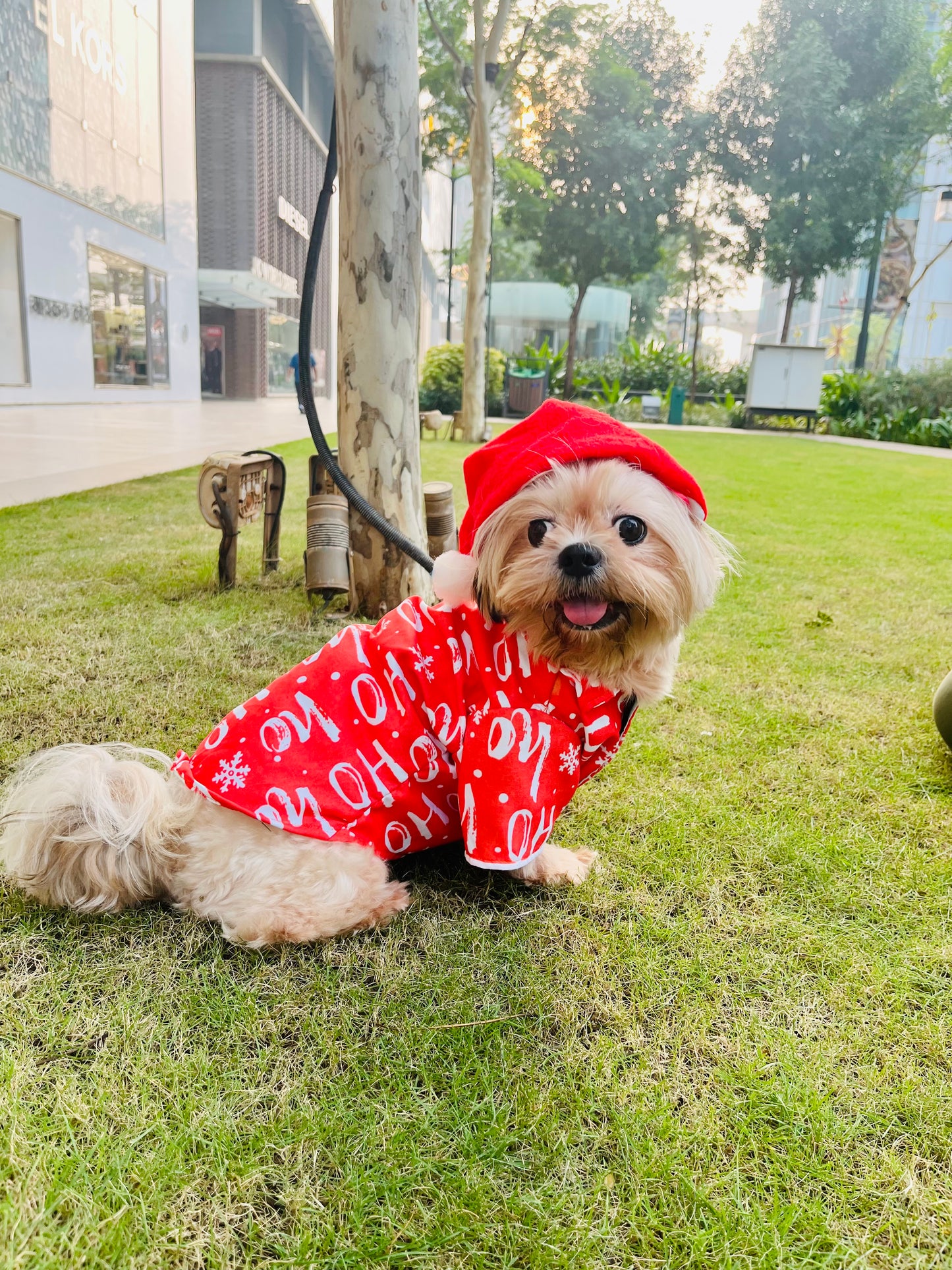 HoHo Paw Christmas Shirt