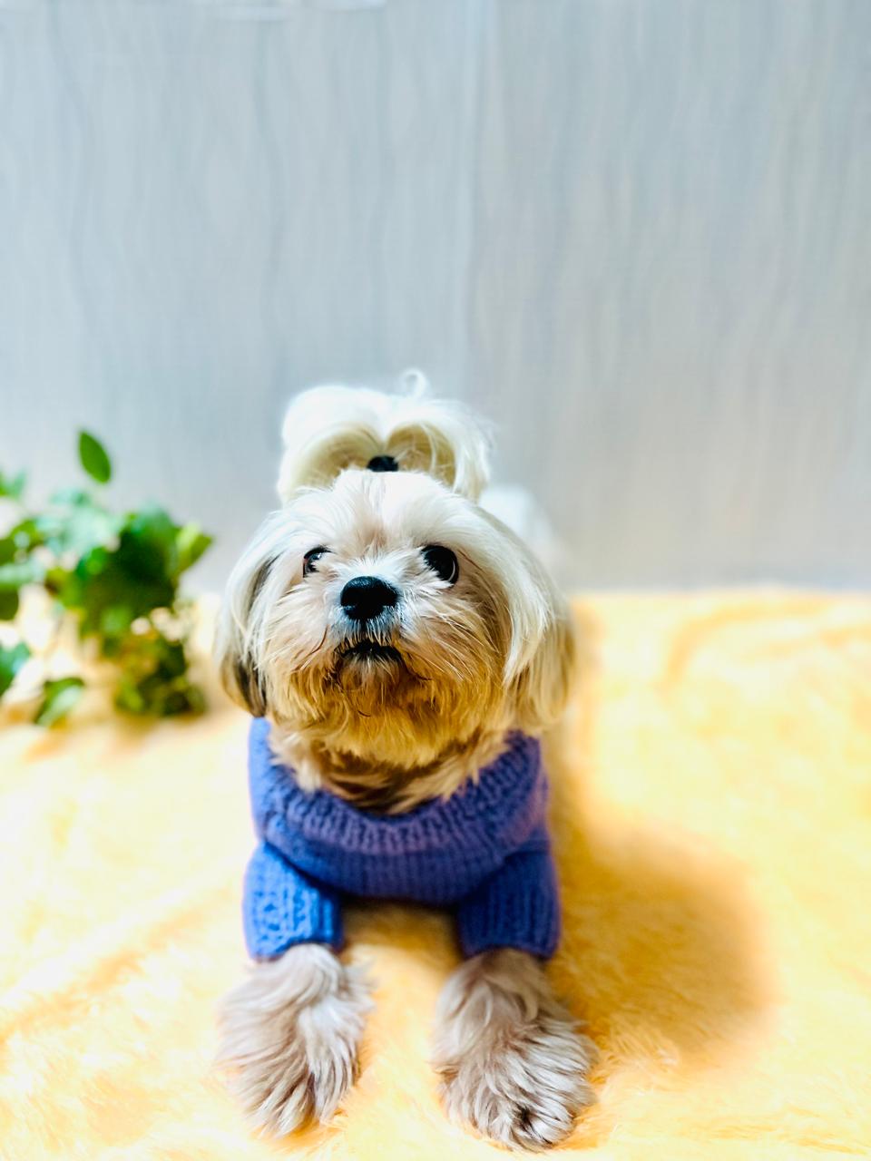 Knitpaw Sweater