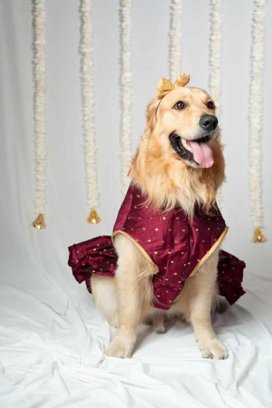 Pet Oufit