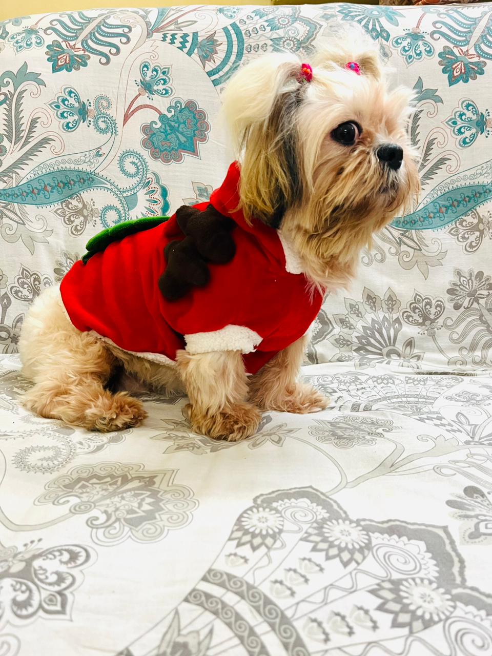 SantaPaw Red Outfit
