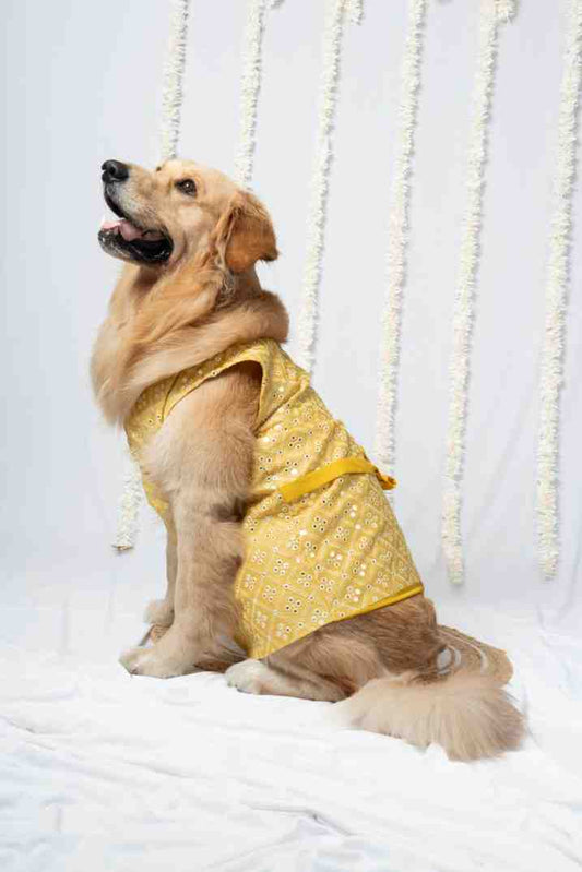 Sunshine Sparkle Pet Kurta