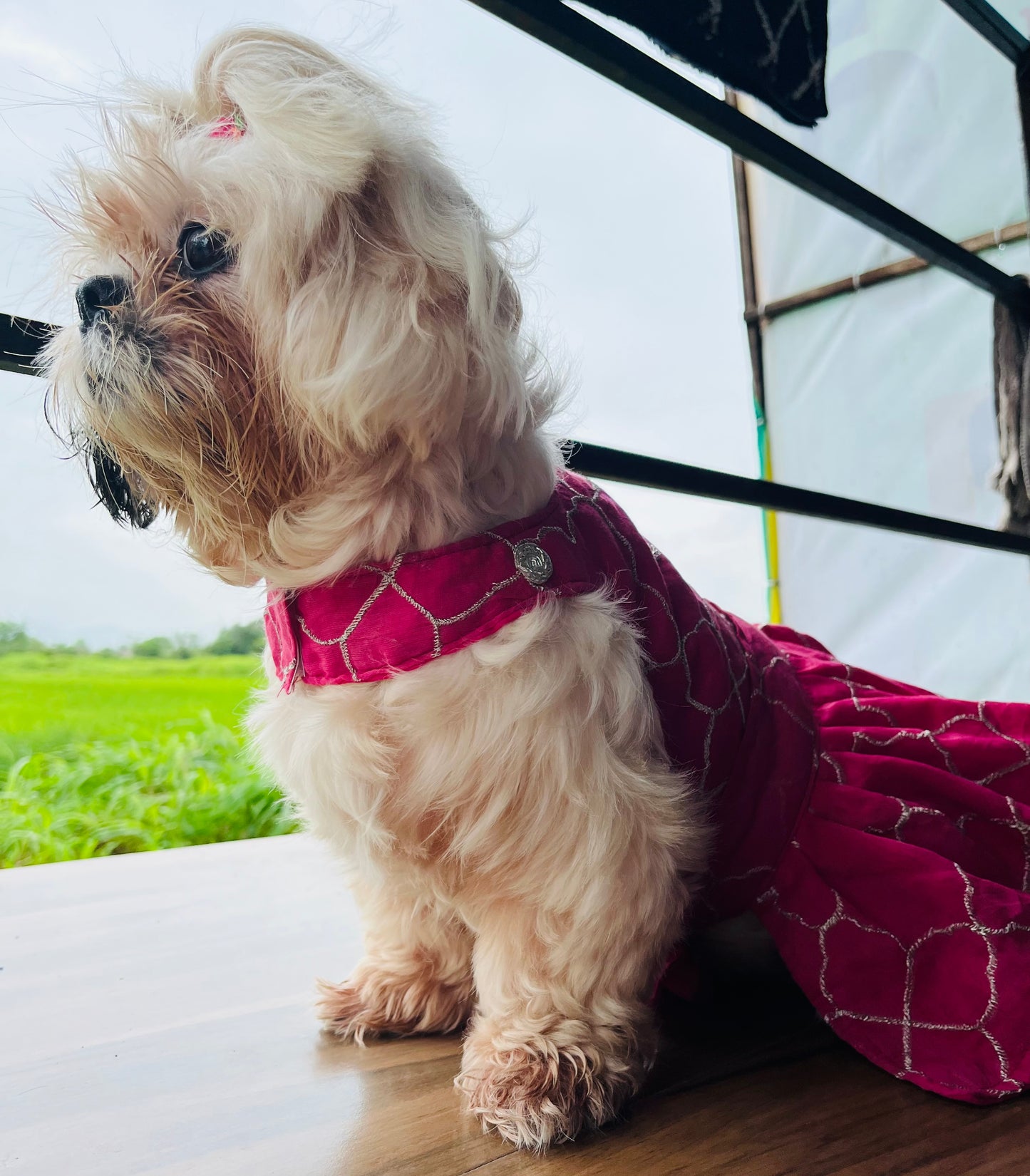 Pink Charm Lehenga