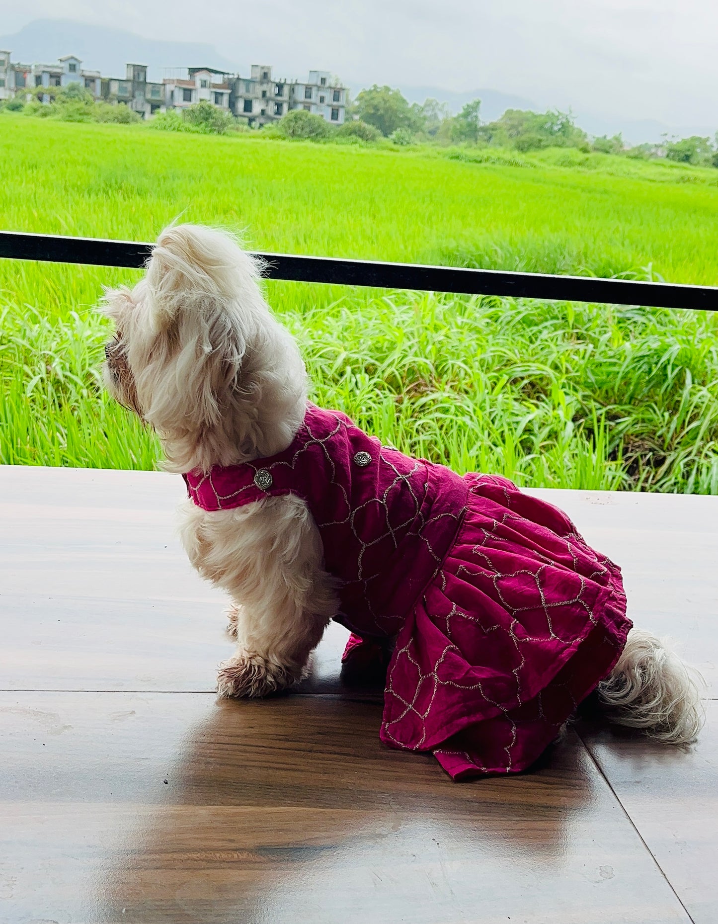 Pink Charm Lehenga