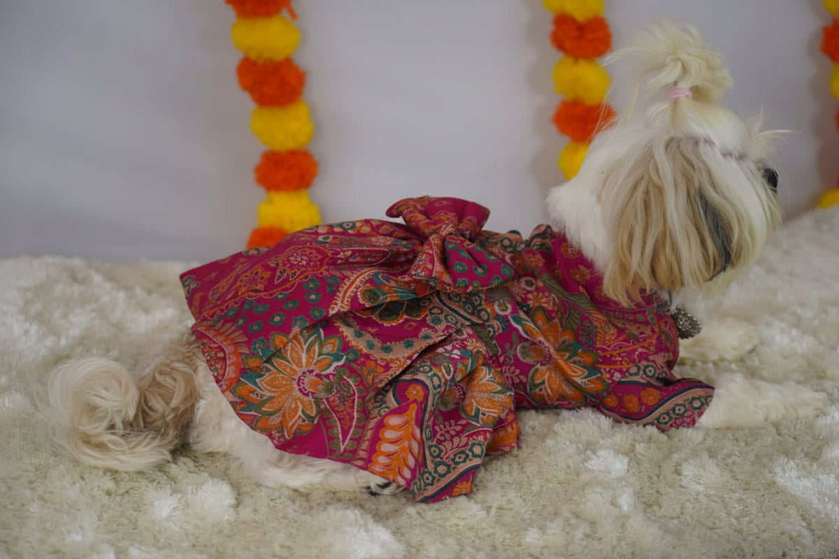 Shihtzu wearing this is 5 kg in this image