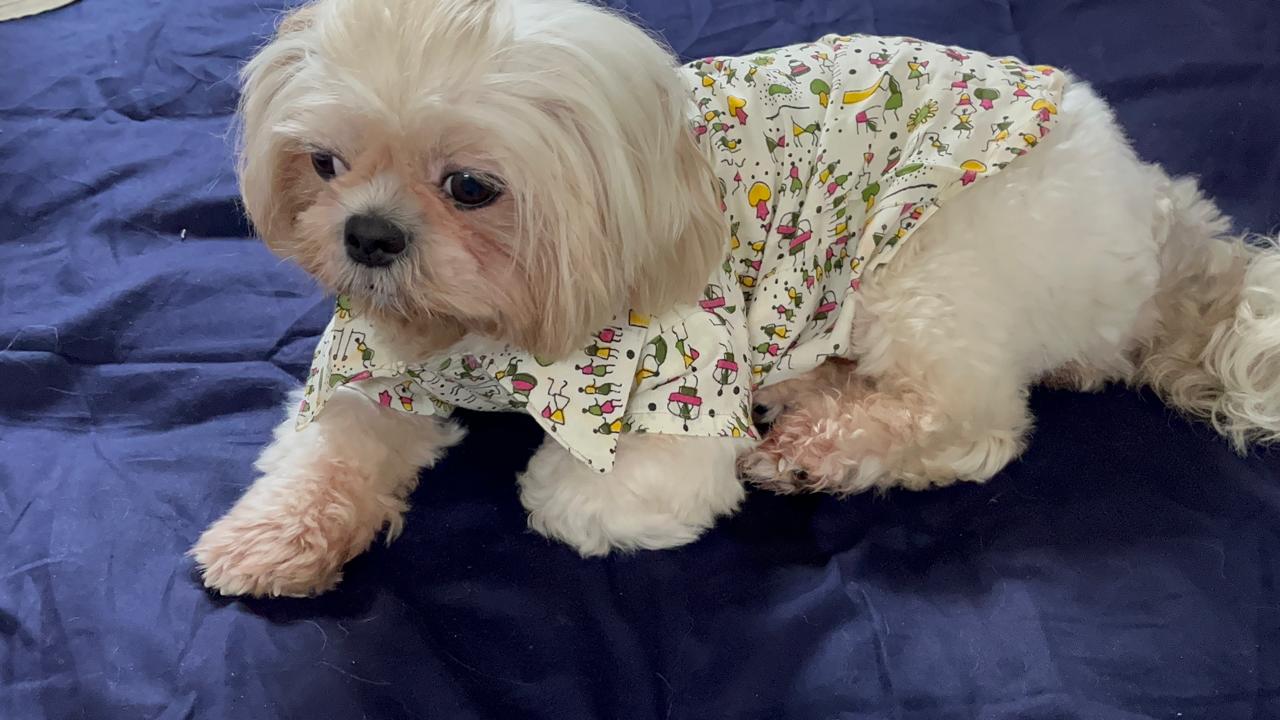 White Warli paint shirt for a pet