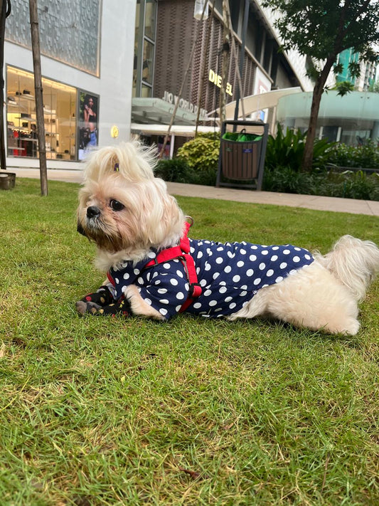 Polka Dot Pet Shirt